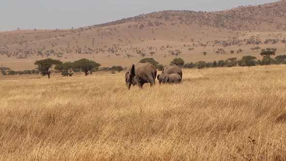 Family of Elephants Walk Through Gold Plains in the Serengeti in Africa