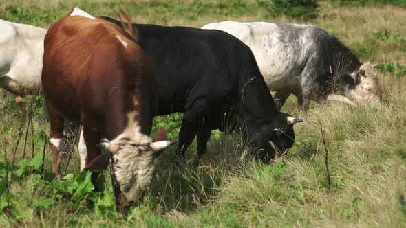 Cows Grazing on a Grassy Field