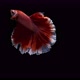 Red Siamese Fighting Fish Betta Splendens 02 - VideoHive Item for Sale