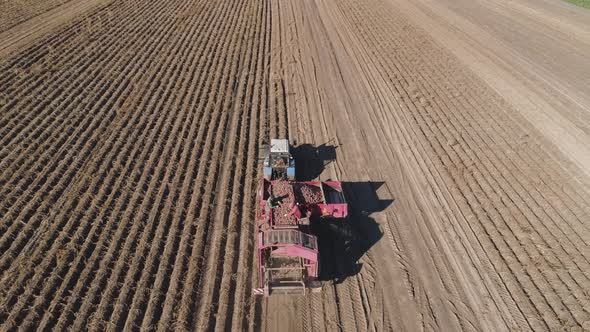 Harvesting Potatoes in Field