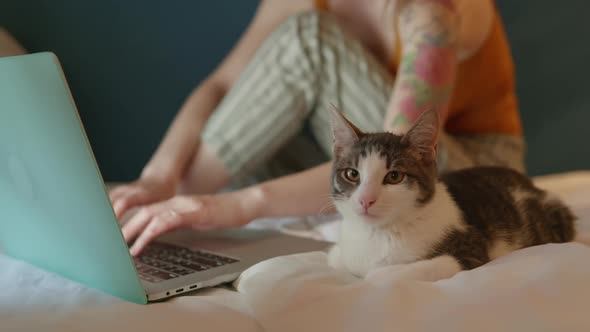 Cat Looking at Laptop Monitor and Learning What His Woman Owner Doing Online