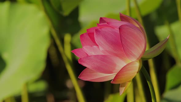 Lotus Flower In A Pond