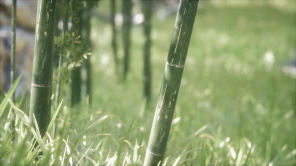 Green Bamboo Trees Forest Background