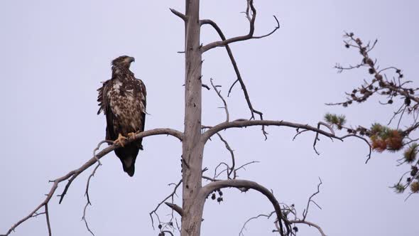 Young Bald Eagle sitting in tree top