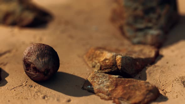 Coconut on Sand Beach at Sunset