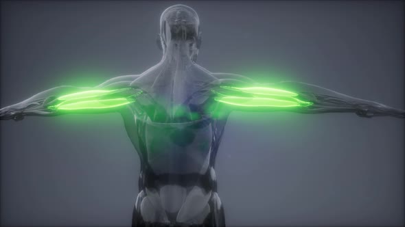 Triceps - Visible Muscle Anatomy Map alt