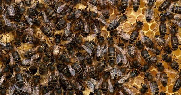 |European Honey Bee, apis mellifera, black bees on a brood frame, Queen in the middle