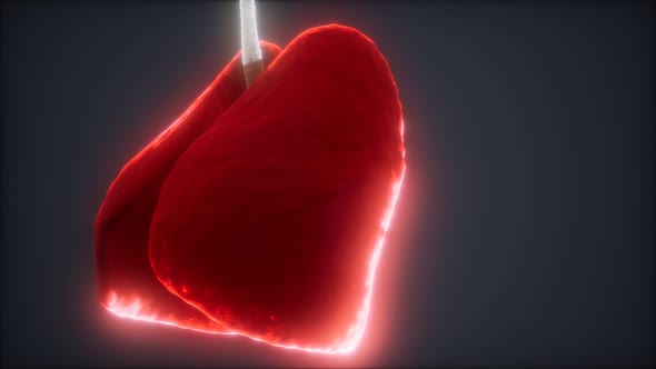 Loop 3d Rendered Medically Accurate Animation of the Human Lung
