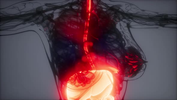 3d Illustration of Human Digestive System Parts and Functions alt