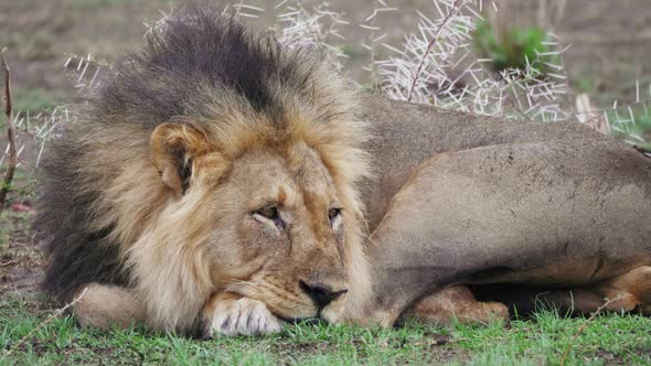 Black-maned Lion Resting On The Grass In Kalahari, Botswana, Closing Its Eyes To Sleep - Closeup Sho