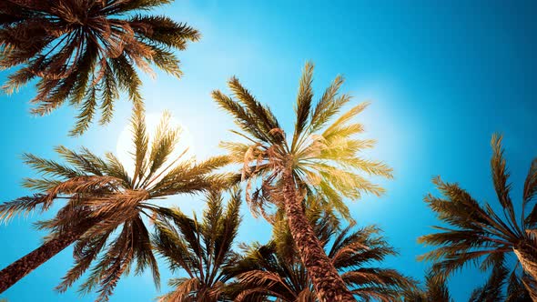 Palm Trees at Santa Monica Beach