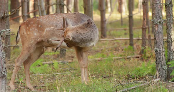 Fallow Deer Or Dama Dama Grazes In Autumn Forest