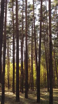 Vertical Video Trees in the Autumn Forest in the Afternoon