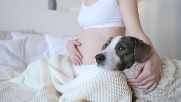 Closeup Of Pregnant Belly And Cute Dog At Home