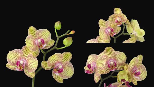 Time-lapse of opening Phalaenopsis KV Charmer orchid
