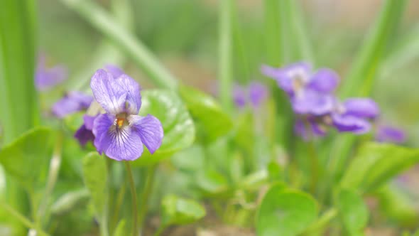 Common violet flower buds garden  also known as European Viola Odorata  4K 2160p UHD footage - Beaut