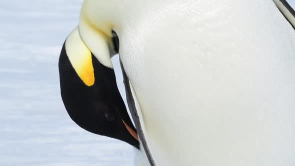 Emperor Penguin Close Up in Antarctica