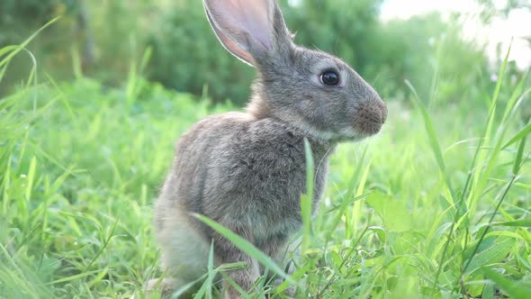 Cute Fluffy Light Gray Domestic Rabbit with Big Mustaches and Ears on a Green Juicy Meadow Grazes on