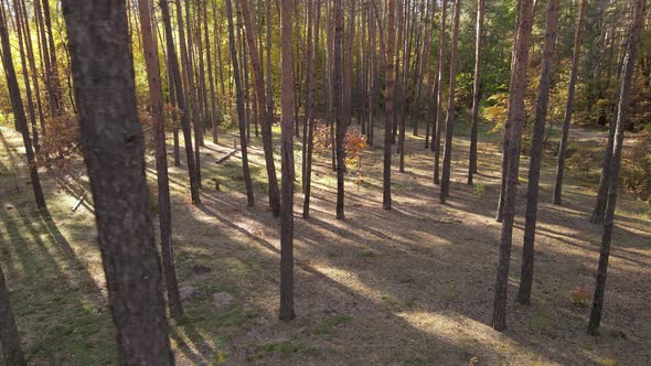 Trees in the Forest on an Autumn Day