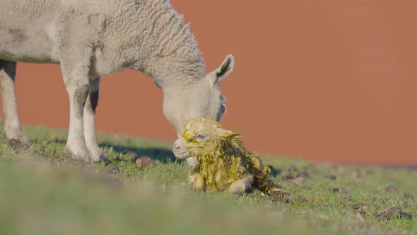 Ewe licks birthing fluids off newborn lamb as it tries to stand up