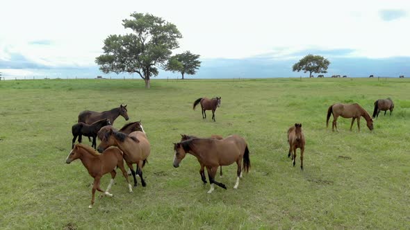 Horses on a summer pasture