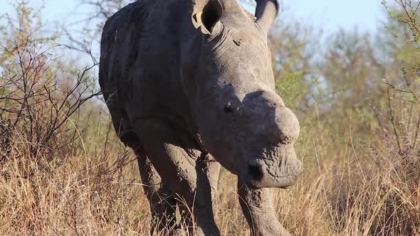 tagged rhino flicks ear in sunset