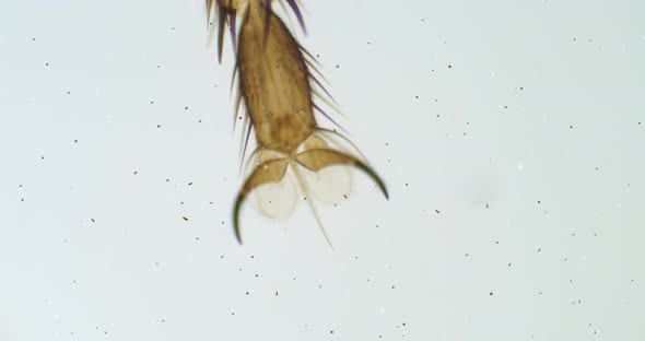 Leg of fly under a microscope with floating bacteria. Insect under a microscope. Fly under a scope.