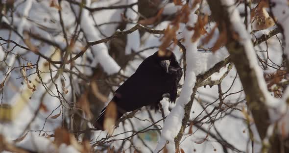 Crow Birds Sitting On A Tree In Winter  Close Up