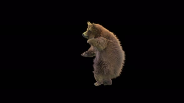 131 Bear Dancing 4K