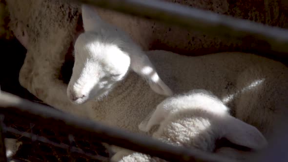 White lamb sleeping inside_slomo