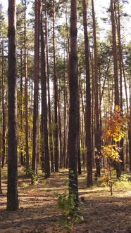 Vertical Video Forest with Trees in the Fall