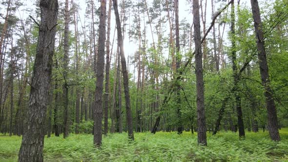 Wild Forest Landscape on a Summer Day