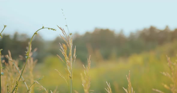 Girl Touches Her Hand Over the Grass in the Meadow