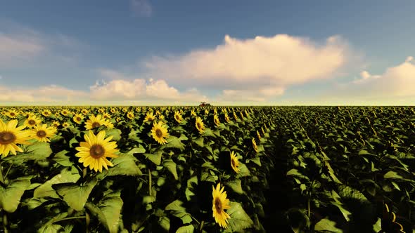 Sunflower Field alt