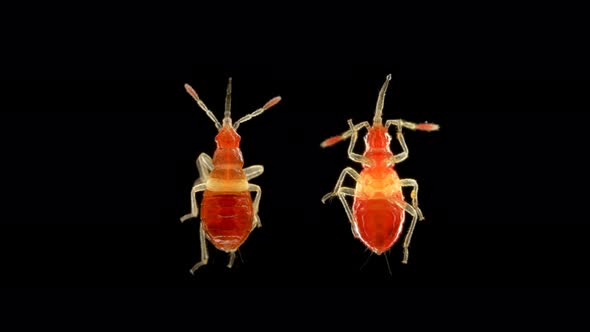 The Nymph of the Bug Nabidae Under the Microscope