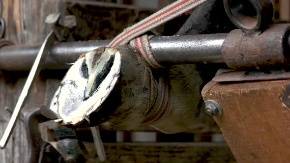 Farrier Trimming Horse Hoof with a Horse Pincer