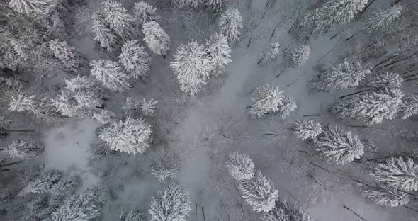 Top Down overhead Aerial View Of Snowy Trees