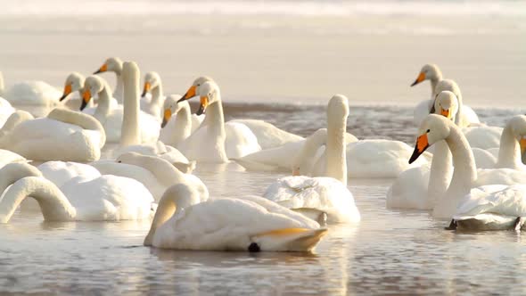 Swans in the Myst Hokkaido Japan