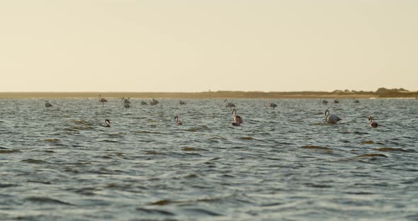 Flamingos are swimming and standing in shallow waters of Walvis Bay, 4k