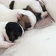 Newborn Puppies Sucking Dog Milk - VideoHive Item for Sale