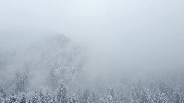 forest from above after a snowstorm with low clouds and nature covered in snow in wintertime