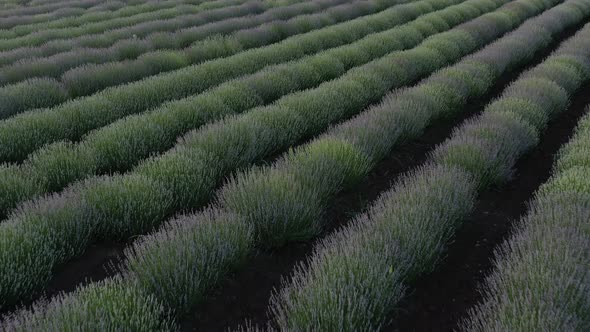 Levels  Planted With Lavender