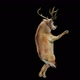 45 Deer Dancing HD - VideoHive Item for Sale