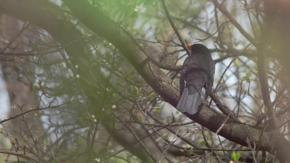 Medium wide shot of a young Blackbird sitting on a branch, enveloped and framed by different greener
