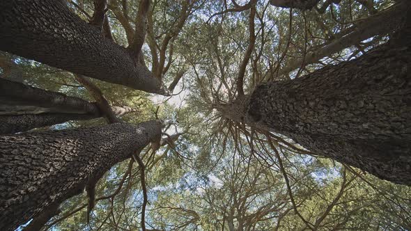 Cedar Trees