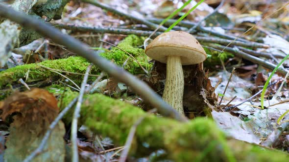 One Mushroom Grows in the Grass