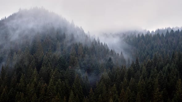 The Fog Spills Over the Spruce Forest Cold Rainy Weather