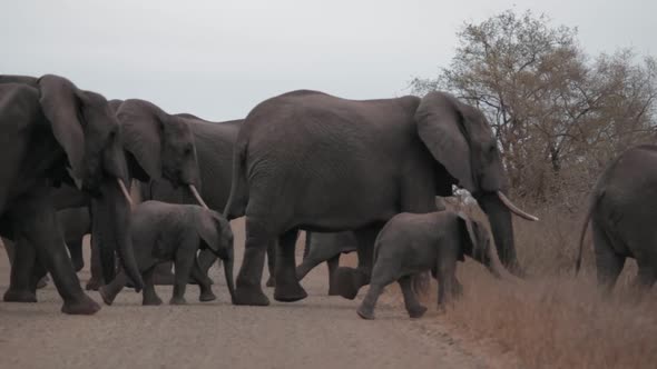 Herd of elephants crosses road