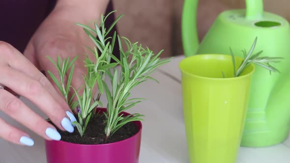 A Woman Compacts The Soil At The Roots Of Rosemary Sprouts. Planting Sprouted Sprigs Of Rosemary.