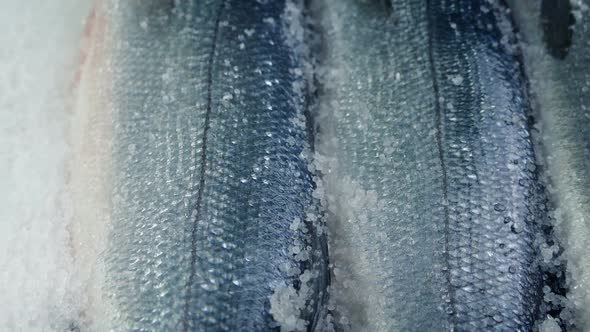 Passing Fish Display In Ice